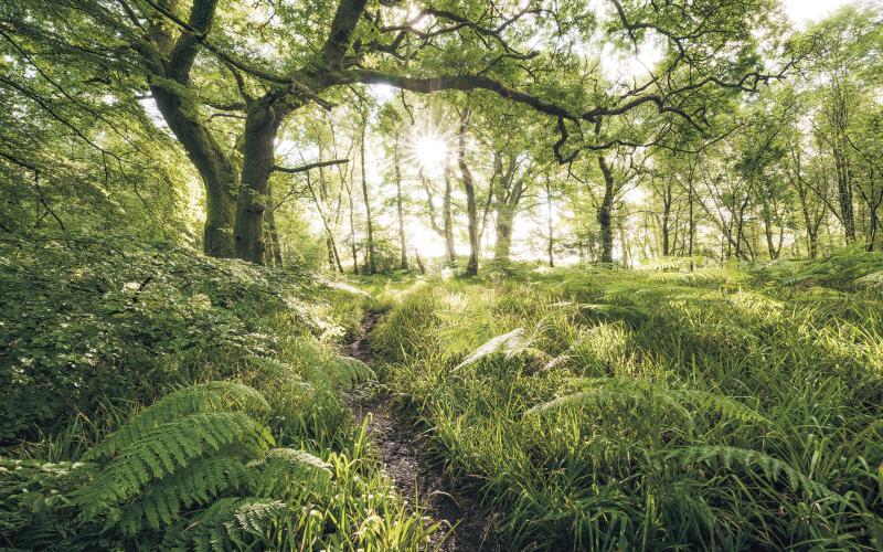Mystic Path Tapet – Fortryllende naturmotiver til dit hjem