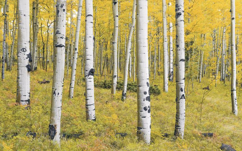 Orange Skov - Komar Fototapet til Nordisk Hjem